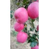 種植加代辦甘肅平?jīng)銮f浪蘋果，（條紅紅富士、片紅紅富士）量產(chǎn)，