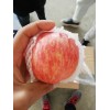 陜西庫(kù)存紅富士蘋果批發(fā)