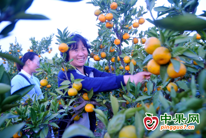 柑橘飄香 美了風景富了民