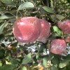 陜西紅富士蘋果批發(fā)紅富士蘋果基地價(jià)格